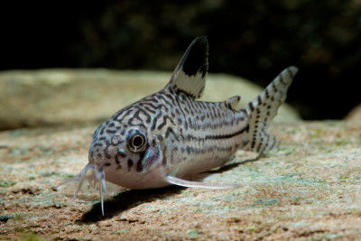 Corydoras trilineatus Callichthyidae