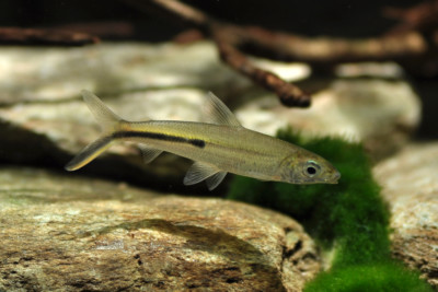 Hemiodus gracilis Hemiodontidae