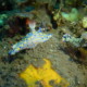 picture of Hypselodoris infucata