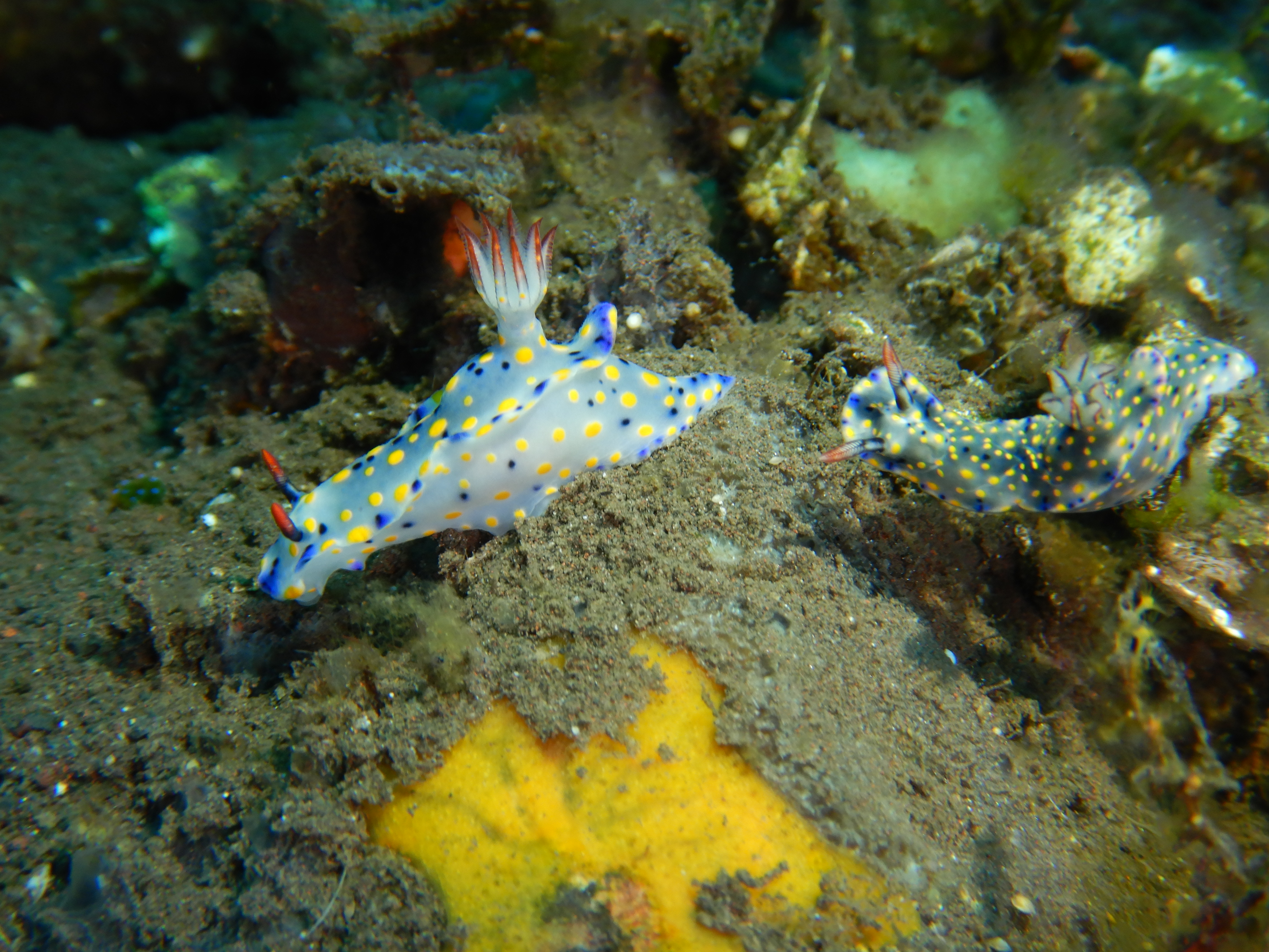 Hypselodoris infucata