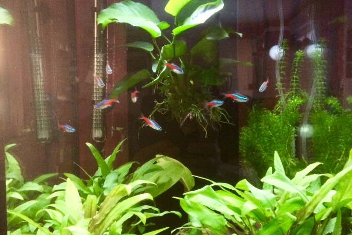 Mon aquarium