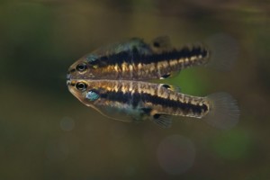 Heterandria formosa