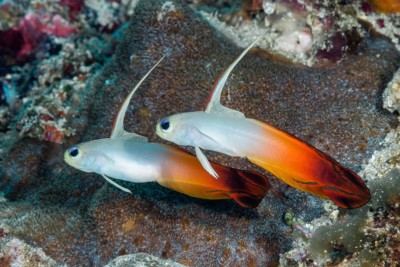 Nemateleotris magnifica Ptereleotridae