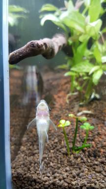 Oto