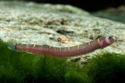Pangio alternans Cobitidae