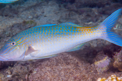Parupeneus cyclostomus Mullidae