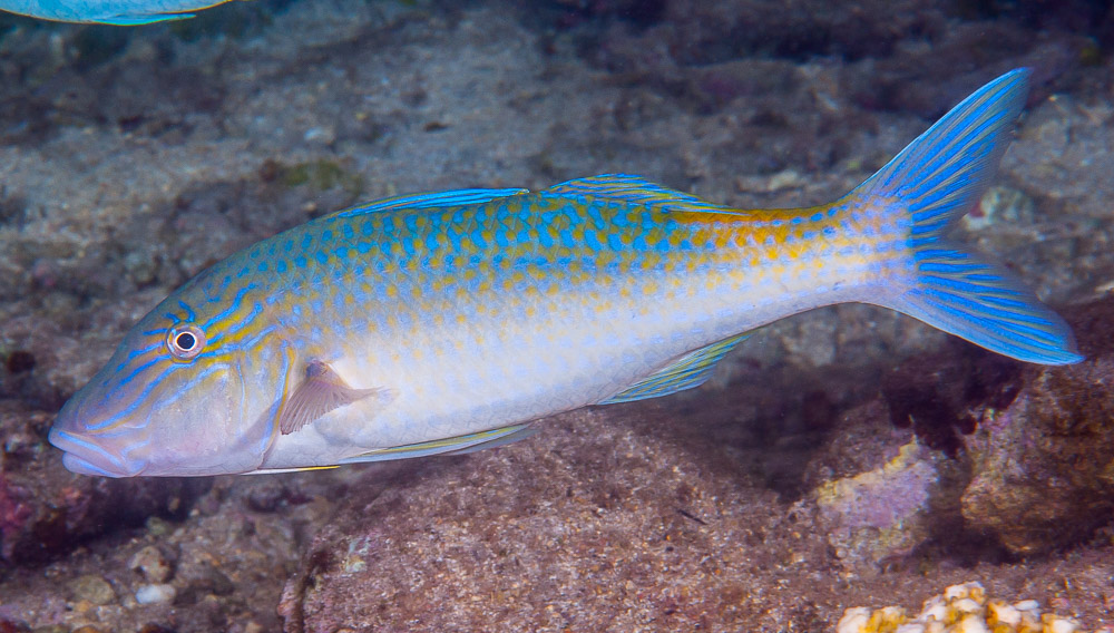 Parupeneus cyclostomus