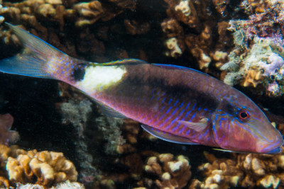 Parupeneus macronemus Mullidae