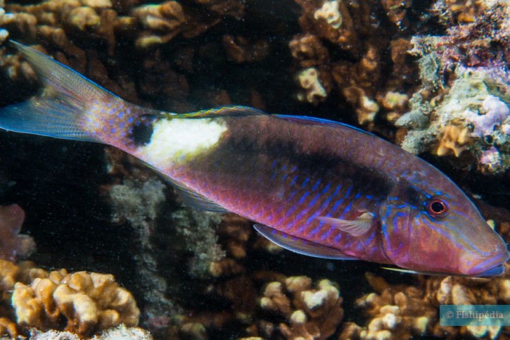 Parupeneus macronemus