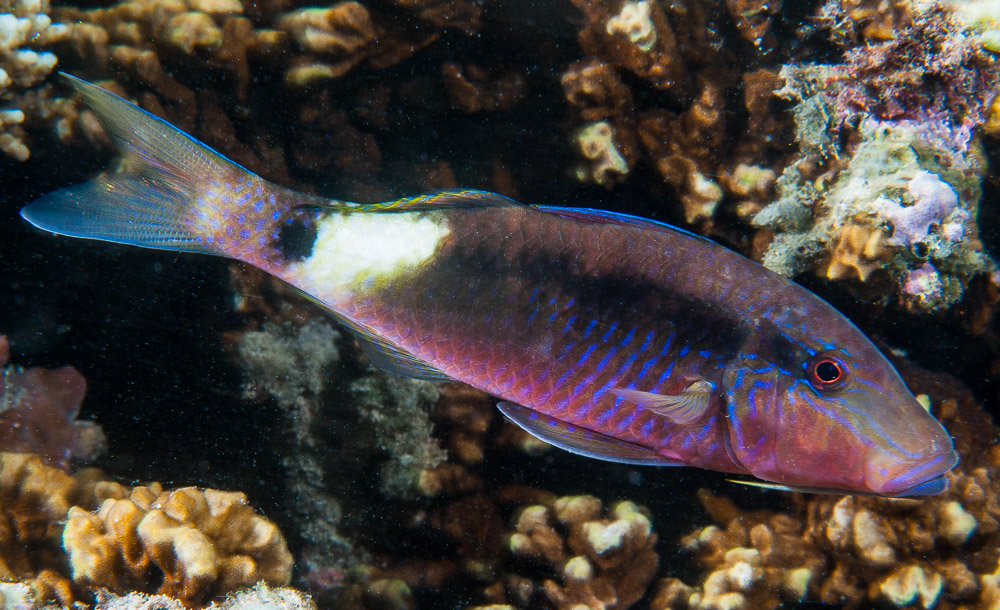 Parupeneus macronemus