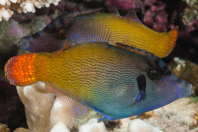 Pervagor janthinosoma Monacanthidae