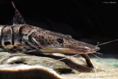 Pseudoplatystoma fasciatum Pimelodidae