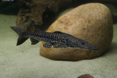 Pseudoplatystoma punctifer Pimelodidae