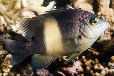 Stegastes nigricans Pomacentridae