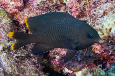 Stegastes pelicieri Pomacentridae