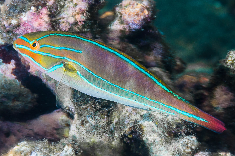 Stethojulis albovittata