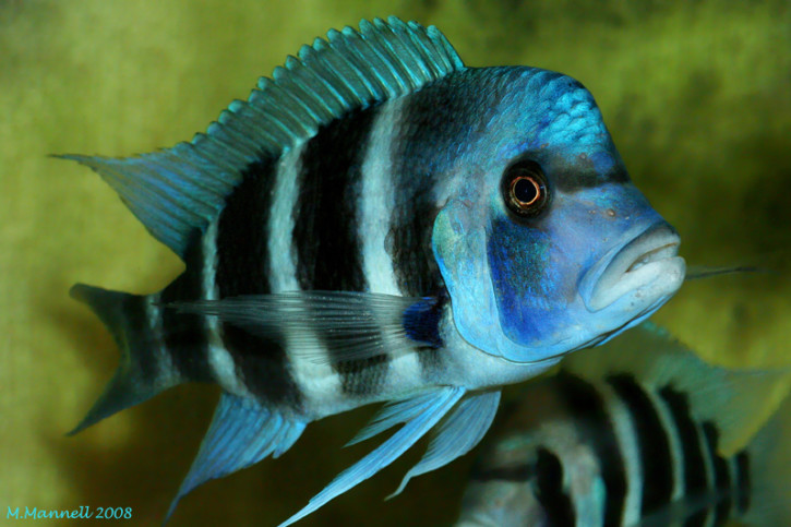 Cyphotilapia gibberosa