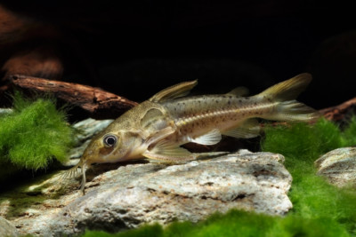 Ossancora eigenmanni Doradidae