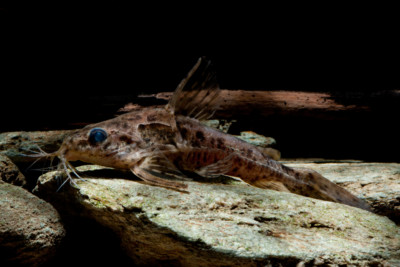 Ossancora punctata Doradidae