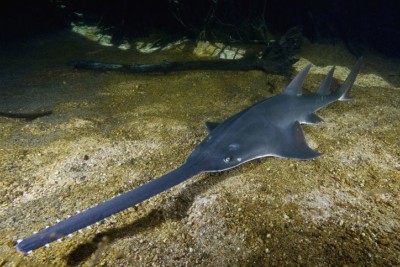 Pristis microdon pristidae