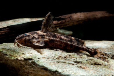 Rhynchodoras woodsi Doradidae