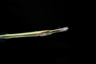poisson-aiguille argenté Belonidae