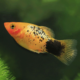 Platy, le cousin vivipare du guppy