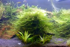 gerardinus metallicus