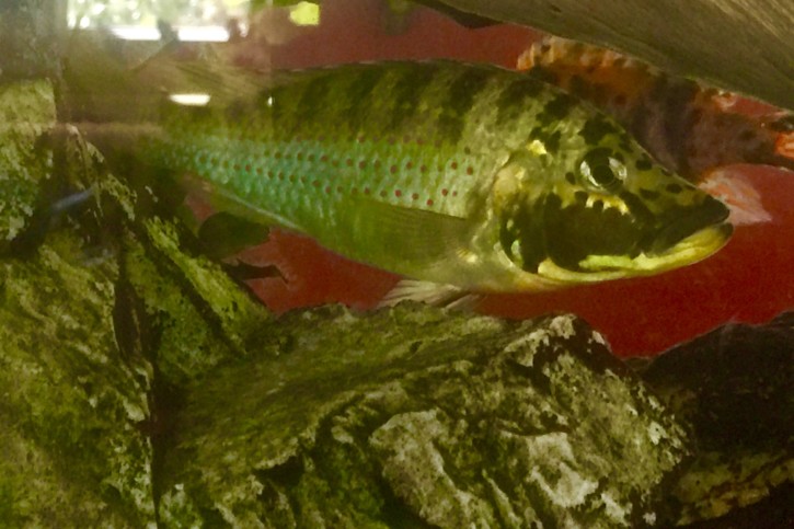 Ctenochromis hoeri