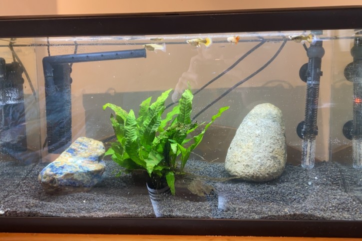 Aquarium 1
