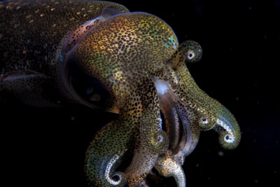 calamaro di Lesson Loliginidae