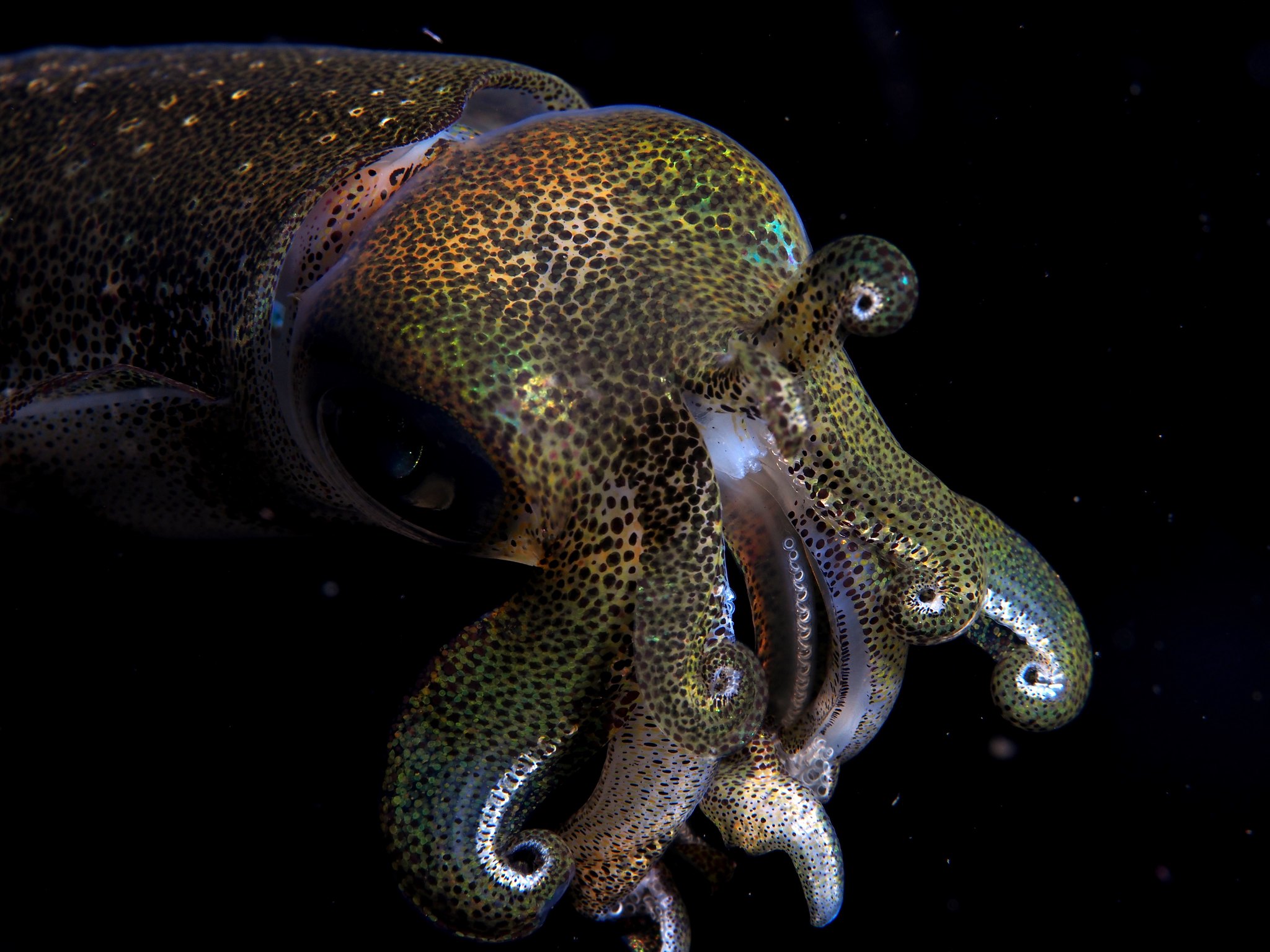Sepioteuthis lessoniana