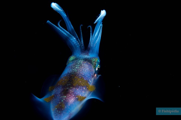 Sepioteuthis lessoniana - Calmar récifal à grandes nageoires