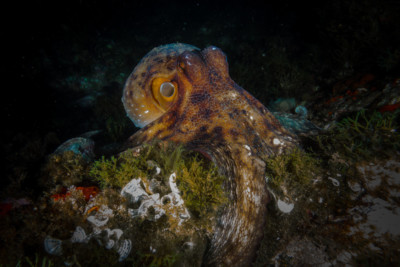 Polpo Octopodidae