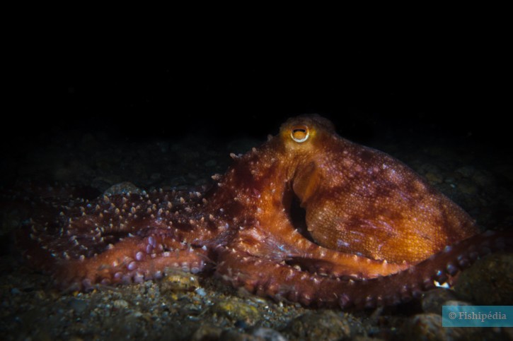 Callistoctopus macropus