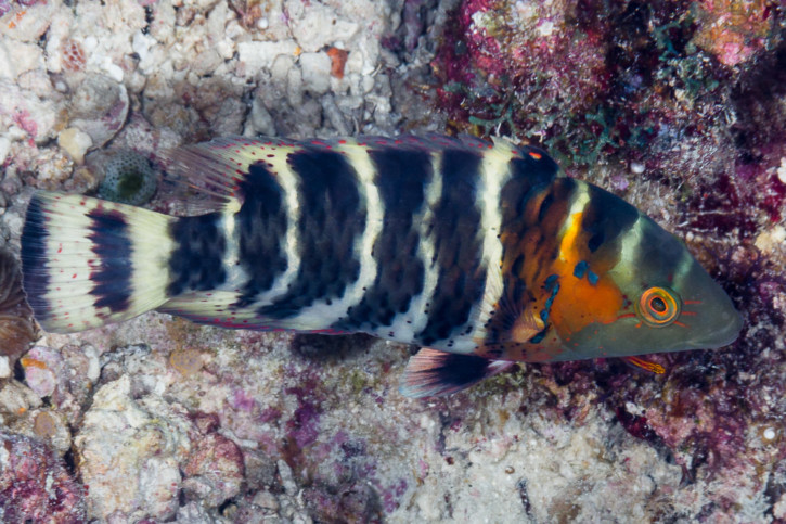 Cheilinus fasciatus