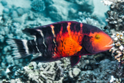 Cheilinus quinquecinctus Labridae