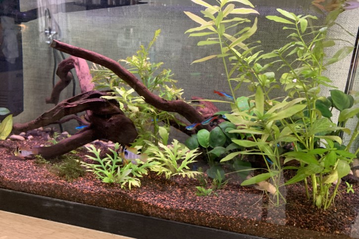 Mon 1er Aquarium