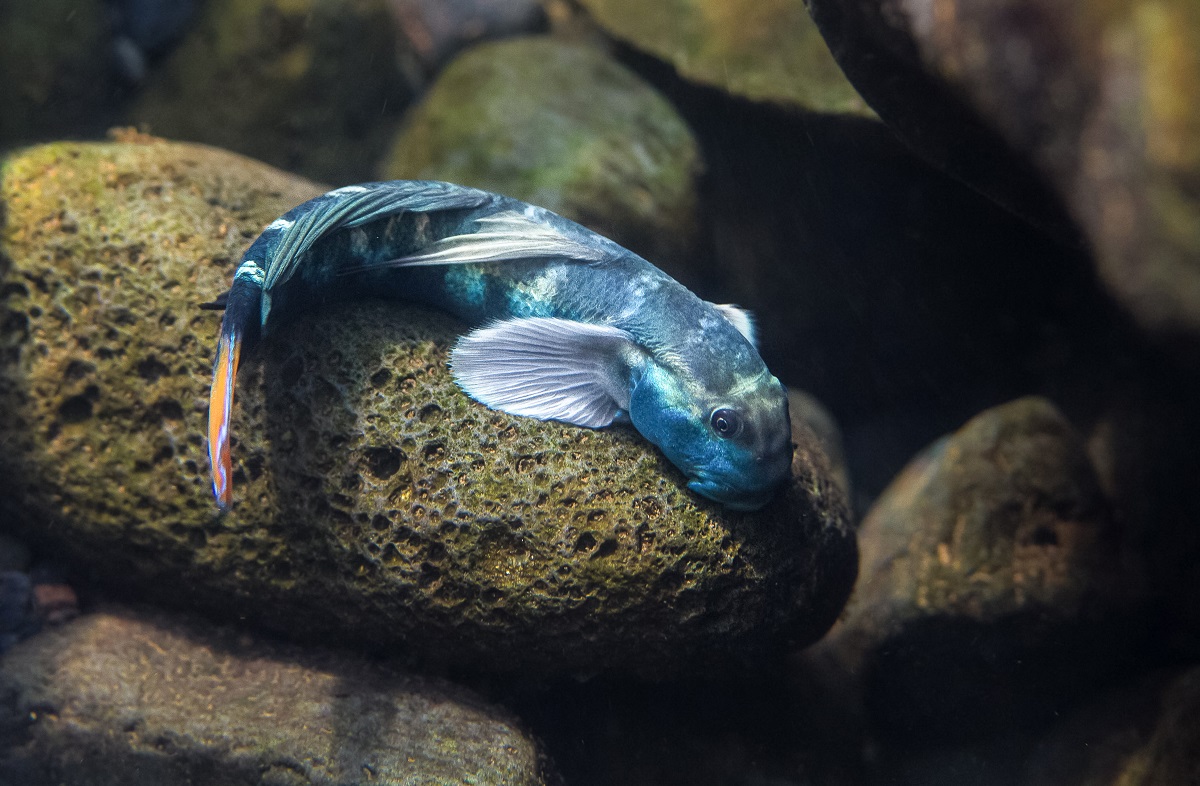 Sicyopterus lagocephalus
