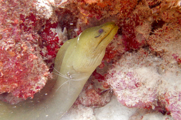 Comment se nettoient les poissons ?
