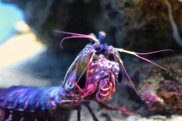 Odontodactylus scyllarus - squille multicolore