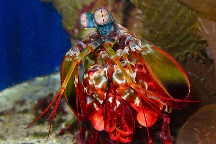 Odontodactylus scyllarus - squille multicolore