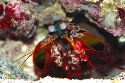 canocchia pavone Odontodactylae