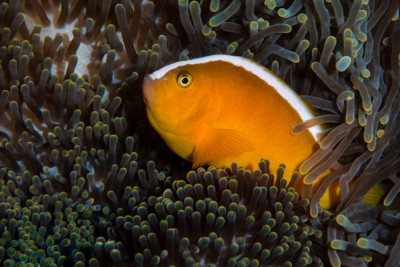 Amphiprion sandaracinos Pomacentridae