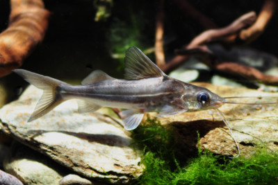 Pimelodus albicans Pimelodidae