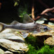 picture of Pimelodus albicans