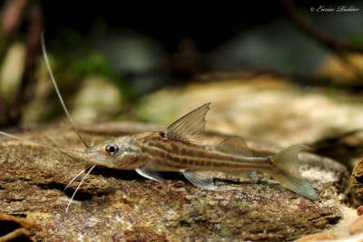 Pimelodus blochii Pimelodidae