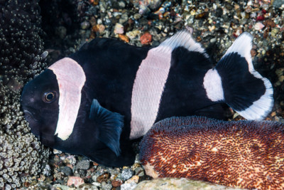 Amphiprion polymnus Pomacentridae