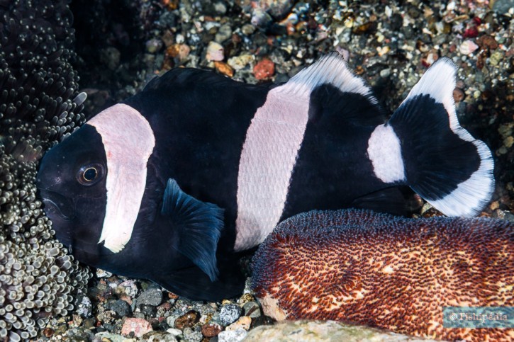 Amphiprion polymnus