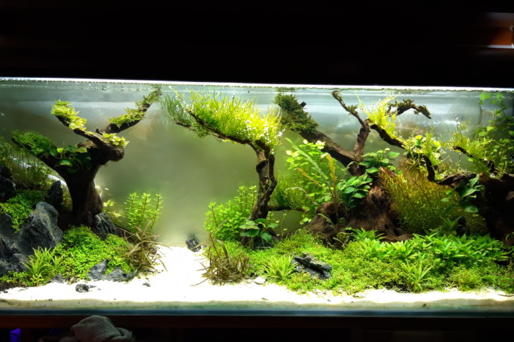 Aquascaping 02
